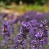 Lavandula angustifolia 'Pacific Blue' -- Lavendel